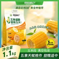 移动端：田园知己 山西忻州黄糯玉米 1.1kg 真空包装