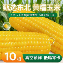 开源保丰 黑龙江黄糯玉米 220g*5根 真空装