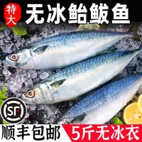 戈鲜园 鲐鲅鱼青占鱼青鱼新鲜冷冻鲅鱼青花鱼马鲛鱼海鱼小鲅鱼燕鲭鱼鲐鱼