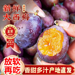 粤迎 四川新鲜西梅 大西梅当季现摘好吃水果甜李子 5斤挑选果净4.0斤