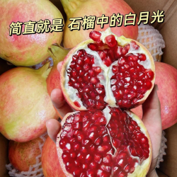 四川突尼斯软籽石榴整箱5斤
