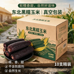王老宝 东北黑糯玉米240-260克/10根