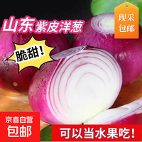 山东新鲜紫皮洋葱圆葱生鲜蔬菜脆甜生吃超市批发大个头 5斤中大果