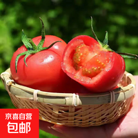 沙瓤 高山现摘西红柿 5斤 单果70g+