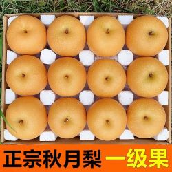 尔蝶 山东秋月梨新鲜水果梨子冰糖梨当季水果脆甜礼盒中秋送礼整箱特产 精选3斤装 净重2.8斤