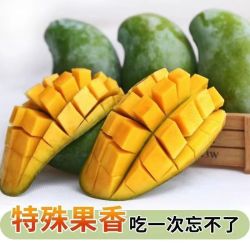 广西 百色 桂七芒 4.5斤装 特大果 单果250克+