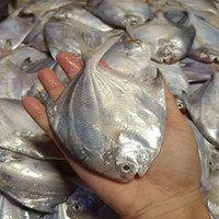野生银鲳鱼净重500g*5袋
