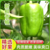 京喜 新鲜现摘绿圆椒菜椒不辣灯笼椒太空椒柿子椒 青圆椒1斤