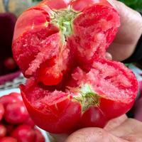 攀枝花露天沙瓤西红柿新鲜水果蔬菜番茄酸甜 带箱2斤重单果80g起 2斤