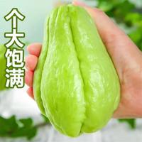 京喜 正宗云南现摘现发佛手瓜洋瓜新鲜时令蔬菜生鲜 佛手瓜 2斤 带箱