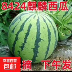 麒麟 国产 8424美都西瓜 5-6斤
