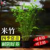 绚懿 米竹盆栽 小叶米竹苗 盆景