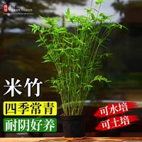 绚懿 米竹盆栽 小叶米竹苗 盆景