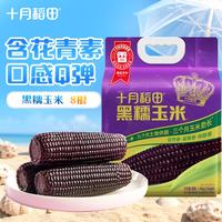 十月稻田 黑糯玉米 1.76kg(220g/根*8) 东北甜黏玉米棒 早餐苞米 真空包装 黑糯玉米 8根装