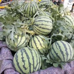 正宗 麒麟冰糖西瓜 5-6斤 薄皮应季新鲜水果