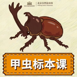 单人甲虫标本制作（基础款）体验票-北京市自然昆虫博物馆