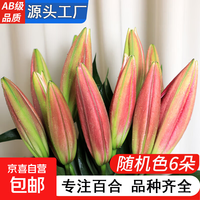 京东 AB级优质香水百合鲜花水培插花家庭生活水养鲜切玫瑰云南产地直发 高品质百合花6朵+保鲜剂
