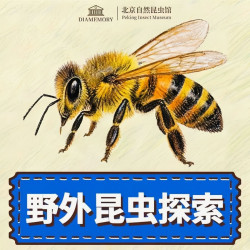 单人野外昆虫探索体验票（需电话预约）-北京市自然昆虫博物馆