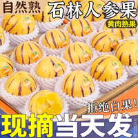 春福乐 云南石林人参果新鲜水果黄心圆果肉树上熟七彩人叁果应季整箱包邮 3斤果农精选果净2.5斤