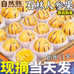 春福乐 云南石林人参果新鲜水果黄心圆果肉树上熟七彩人叁果应季整箱包邮 3斤果农精选果净2.5斤
