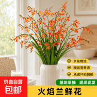 火焰兰鲜花花束 10枝