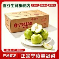 雪芬翠冠梨新鲜现摘 青皮脆梨 脆甜多汁 当季生鲜水果 现摘现发 净重4.5斤