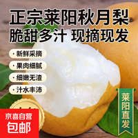 京喜加 正宗秋月梨羊脂秋月梨莱阳水果脆嫩化渣送礼优选 净重4.6斤单果220g
