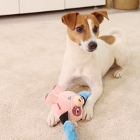 GiGwi 拳击手   狗狗玩具猪