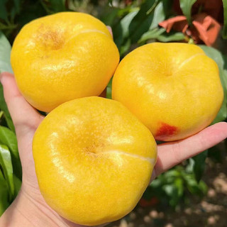 京鲜生 国产黄金油蟠桃 净重3斤 单果150g+