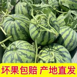 现摘麒麟西瓜 安徽周边次日达 6-8斤