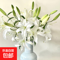 西伯利亚 单瓣百合 鲜花 9朵 女神妇女节礼物