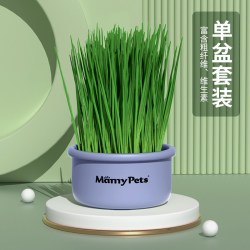 宠情 猫草盆栽种植小麦子土培盒育苗盘懒人猫薄荷幼猫咪化毛草零食用品