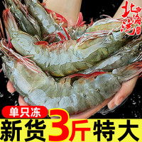 北海湾 虾 青岛大虾鲜活冷冻基围虾 虾类 海鲜水产生鲜白虾青虾海虾对虾 气冻大虾 3斤(净重)  15-17cm
