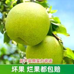 鲜友季 砀山青梨 净重4.5斤中大果（单果250g+）