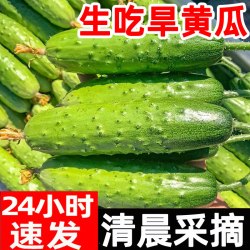 风筝王 Kite King 风筝王 山东旱黄瓜 5斤