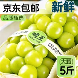 寻天果蔬 云南阳光玫瑰青提 1斤 小果