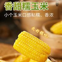 佟创 东北黄糯玉米新鲜糯甜玉米棒 代餐轻食真空包装玉米生鲜 东北黄糯玉米150g*10段