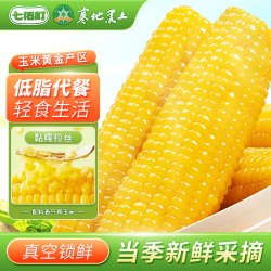 东北有机黄糯甜玉米300g*3棒