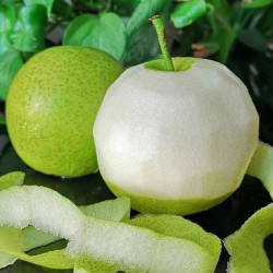 26年头茬新梨青皮蜜梨酥脆多汁翠冠皇冠梨皮薄肉厚无渣包邮