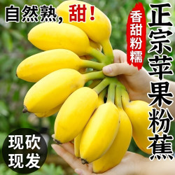 苹果蕉正宗粉蕉芭蕉新鲜水果当季整箱自然熟小米蕉芭蕉包邮软糯