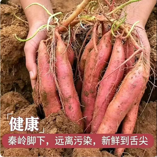 林大 秦薯5号红薯 皮薄无丝 5斤装 根茎类蔬菜