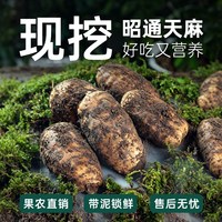 新鲜天麻云南昭通乌天麻正宗小草坝新鲜天麻中药材正品官方旗舰店