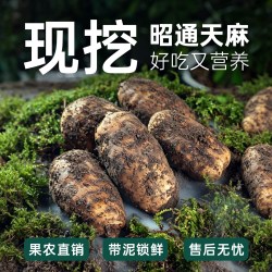新鲜天麻云南昭通乌天麻正宗小草坝新鲜天麻中药材正品官方旗舰店