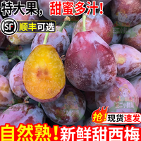 集南鲜 四川脆红李 含箱5斤特级果 单果20g起 净重4.5斤