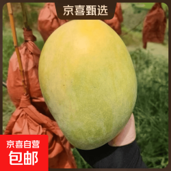 正宗四川攀枝花 凯特 芒果山大青黄皮芒