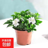 京喜 生活鲜花栀子花阳台盆栽带花苞大叶老桩浓香牡丹带花发货卉植物1 丛生栀子花+简易盆