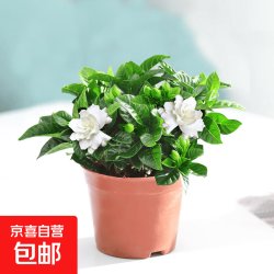 京喜 生活鲜花栀子花阳台盆栽带花苞大叶老桩浓香牡丹带花发货卉植物1 丛生栀子花+简易盆
