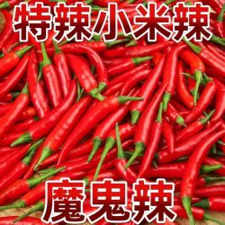 正宗山东新鲜小米辣椒蔬菜小米辣鲜椒新鲜辣椒特辣红辣椒特辣王