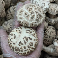 楼上菇凉随州特产大花菇冬花菇（直径4~8厘米随机）