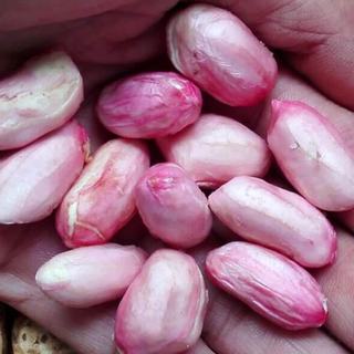 鸢语 山东带壳生花生 新鲜可水煮 3斤